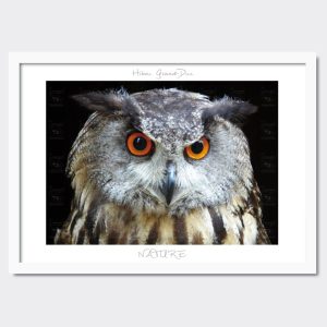 Cadre poster Hibou Grand-Duc