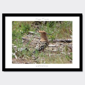 Alternatif, Huppe Fasciée