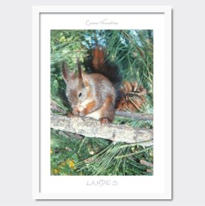 Alternatif, TOURISME40•Casse-noisettes•Blanc•V